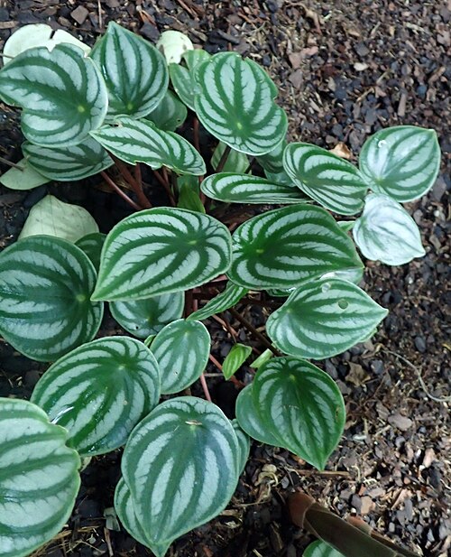 Watermelon begonia: Peperomia argyreia at the New York Botanical Garden