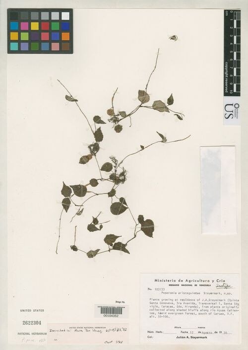 Peperomia aristeguietae: species of peperomia