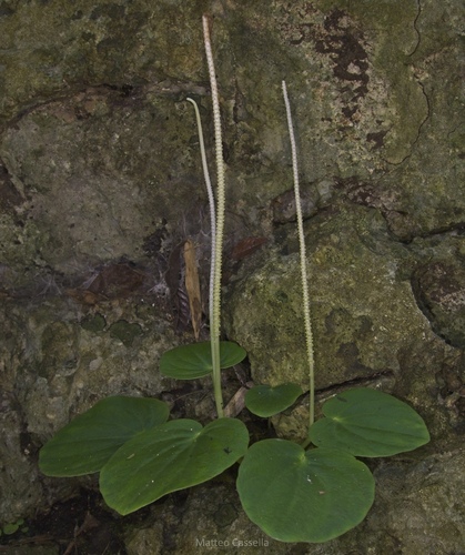 Peperomia asarifolia (Peperomia asarifolia)