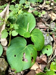 Peperomia asarifolia (Peperomia asarifolia)