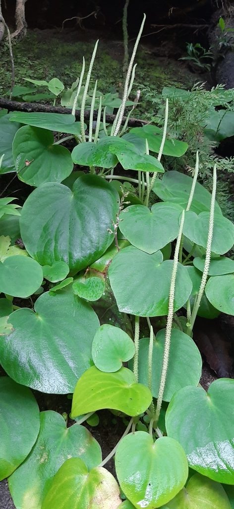 Peperomia asarifolia (Peperomia asarifolia)