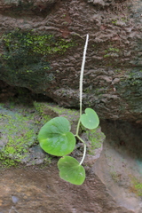 Peperomia asarifolia (Peperomia asarifolia)