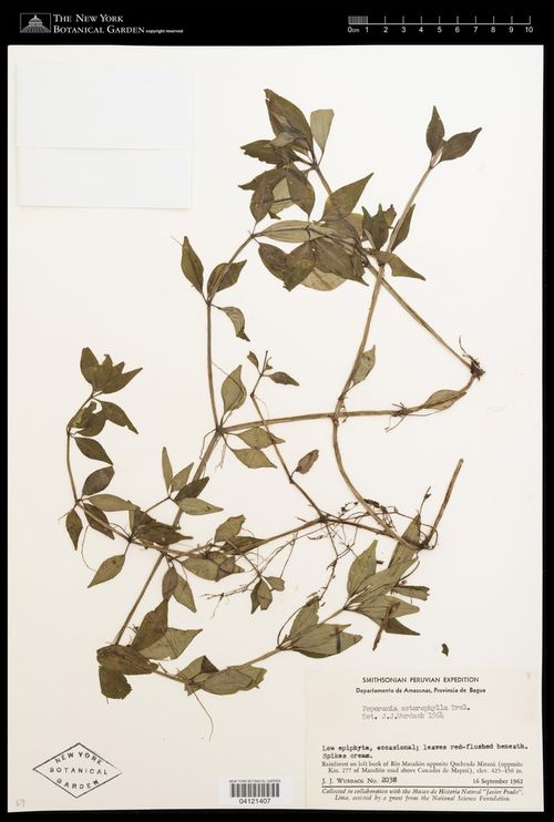 Peperomia asterophylla: species of peperomia