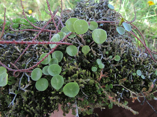 Peperomia basiradicans (Peperomia basiradicans)