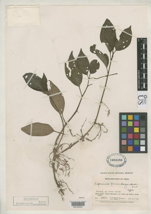 Peperomia bermudezana: species of peperomia