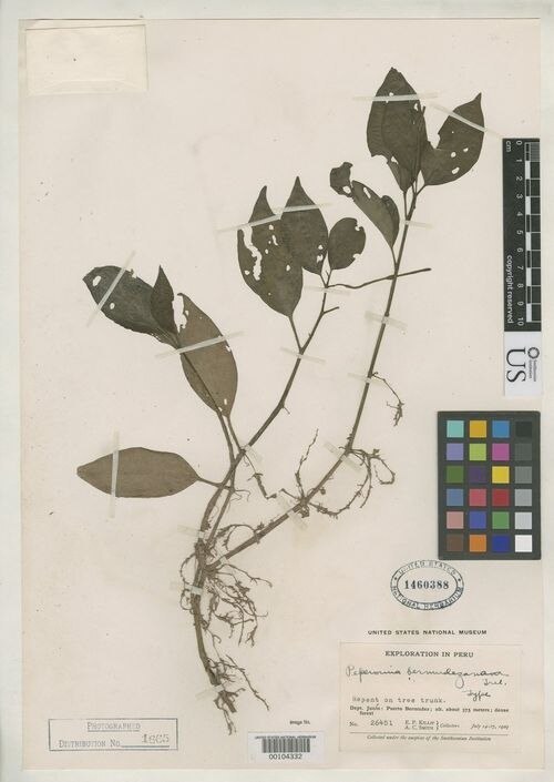 Peperomia bermudezana: species of peperomia
