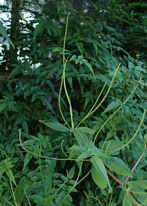 Peperomia bernieriana: Peperomia bernieriana in Botanical Garden of PBA Institute in Bydgoszcz