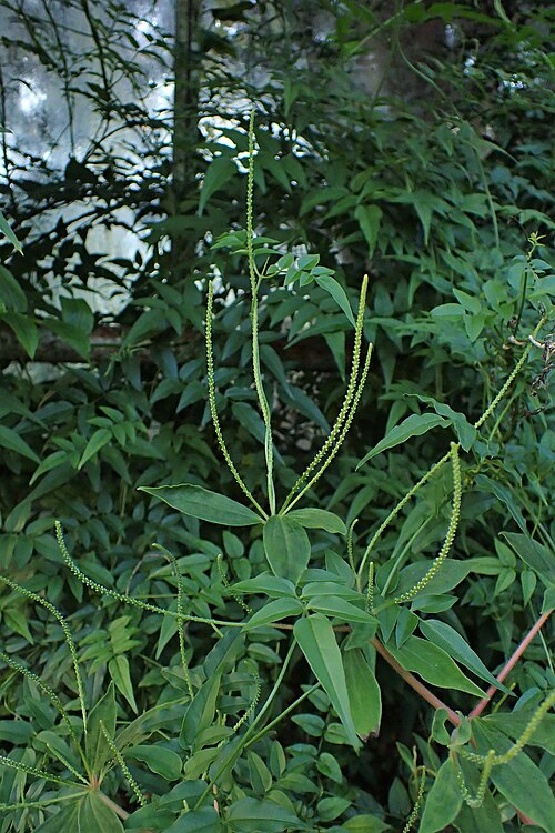 Peperomia bernieriana: Peperomia bernieriana in Botanical Garden of PBA Institute in Bydgoszcz
