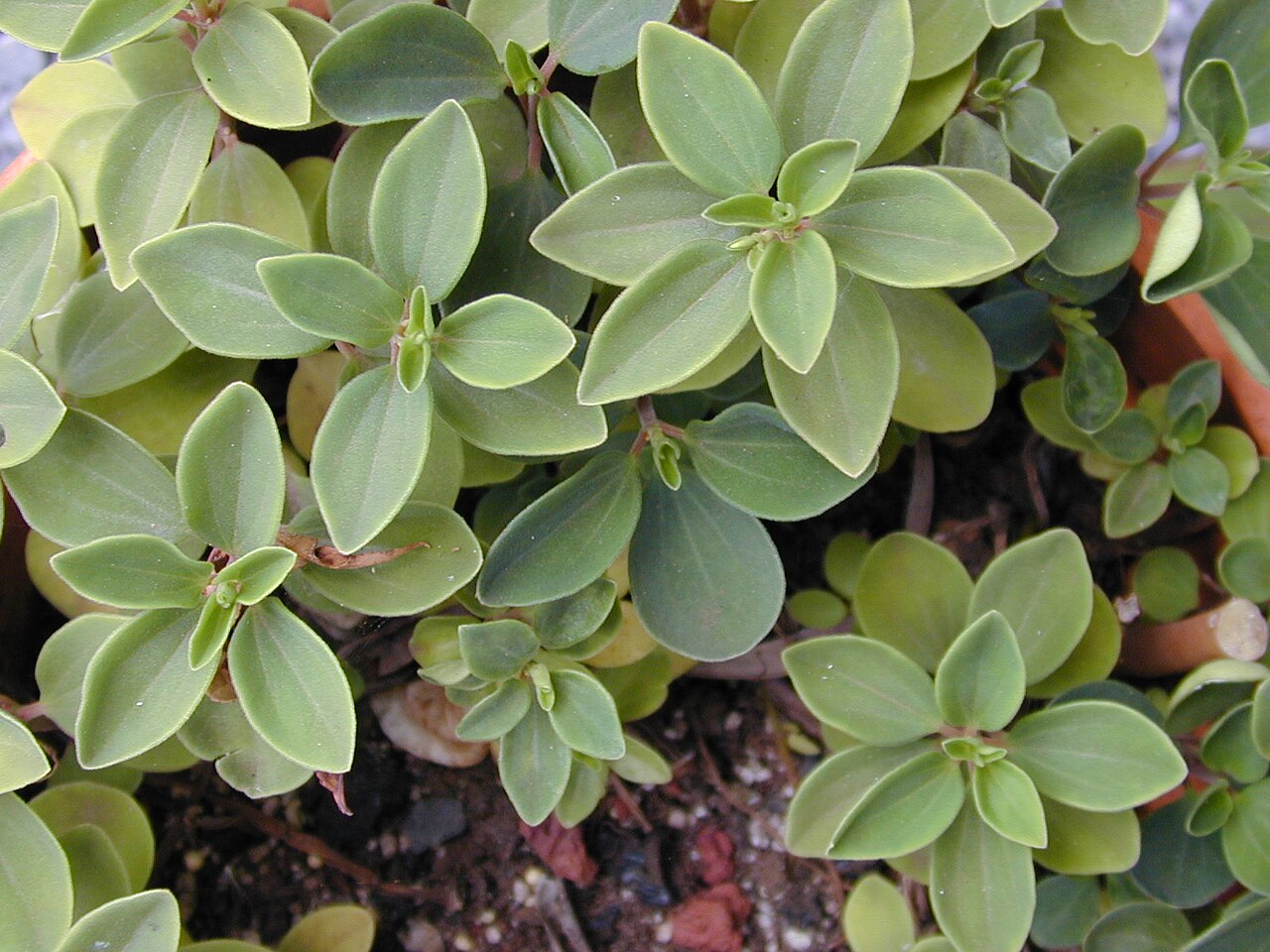 Arid-land peperomia: Peperomia blanda (leaves). Location: Maui, Makawao