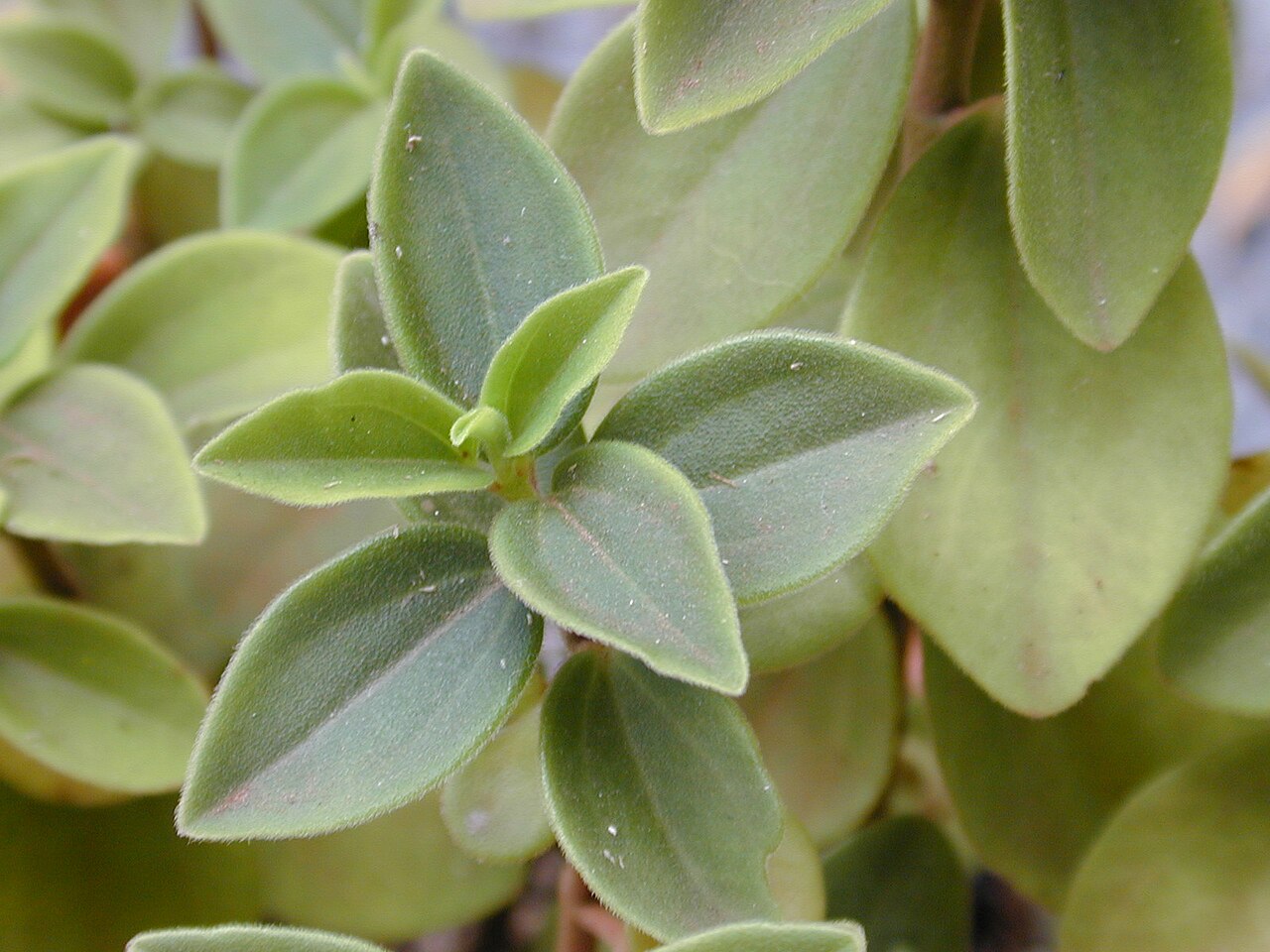 Arid-land peperomia: Peperomia blanda (leaves). Location: Maui, Makawao