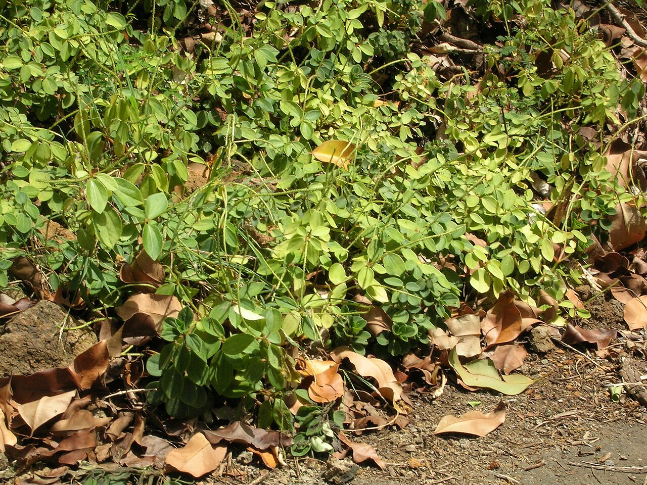Arid-land peperomia: Peperomia blanda (habitat). Location: Molokai, Halawa Valley