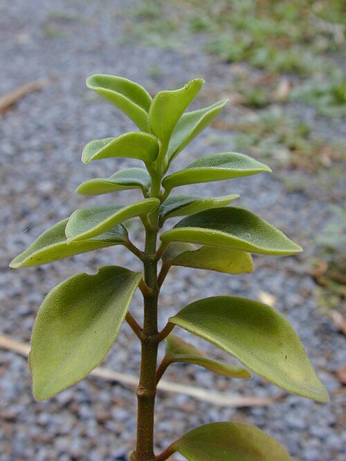 Arid-land peperomia: Peperomia blanda (leaves). Location: Maui, Makawao