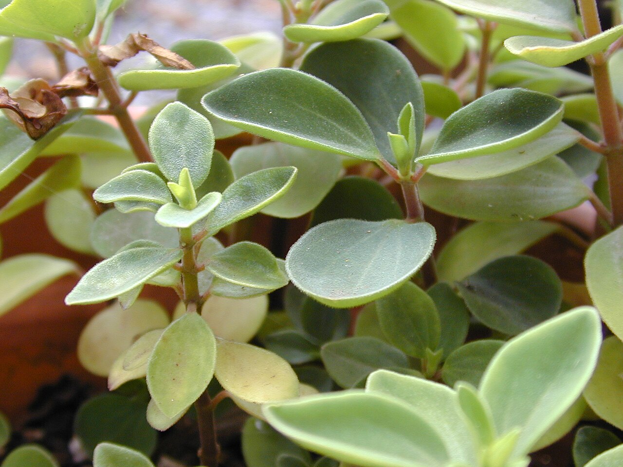 Arid-land peperomia: Peperomia blanda (leaves). Location: Maui, Makawao