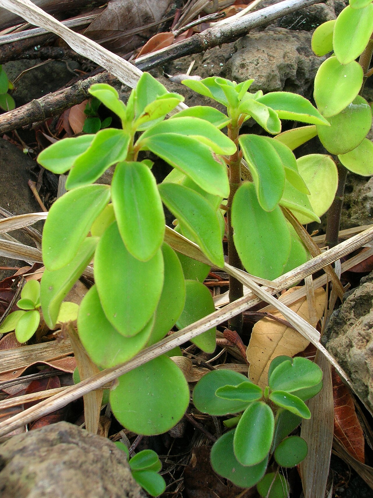 Arid-land peperomia: Peperomia blanda (habit). Location: Maui, Haliimaile