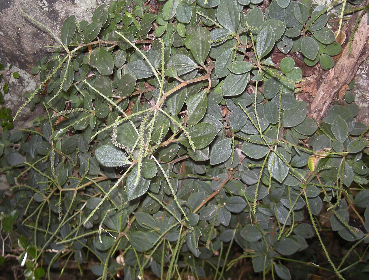 Arid-land peperomia: Peperomia blanda var. floribunda habit