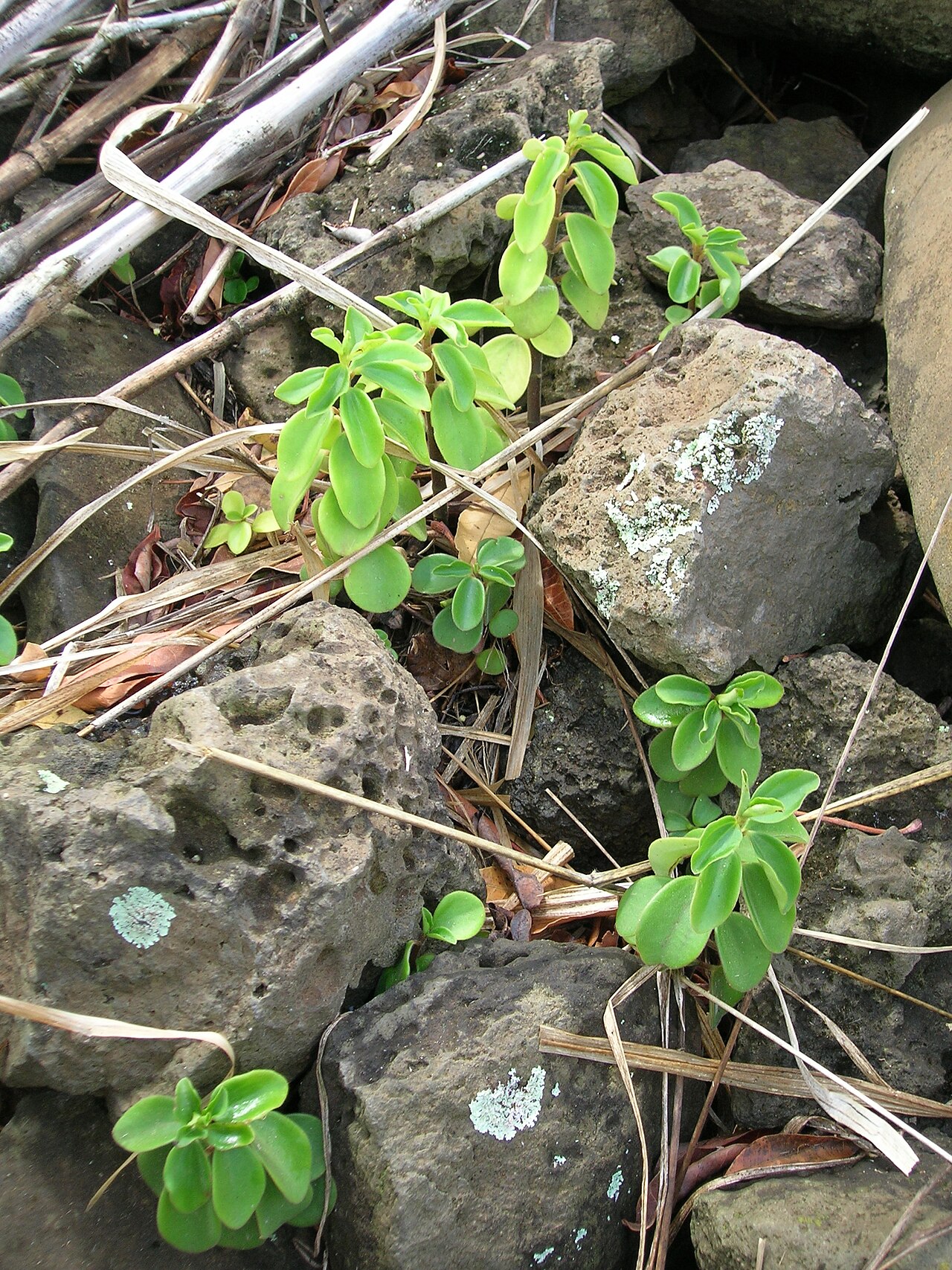 Arid-land peperomia: Peperomia blanda (habit). Location: Maui, Haliimaile