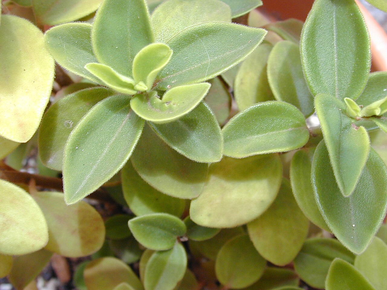 Arid-land peperomia: Peperomia blanda (leaves). Location: Maui, Makawao