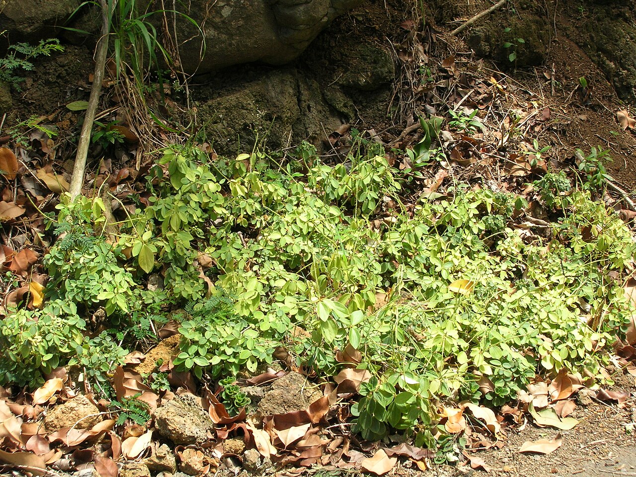 Arid-land peperomia: Peperomia blanda (habitat). Location: Molokai, Halawa Valley