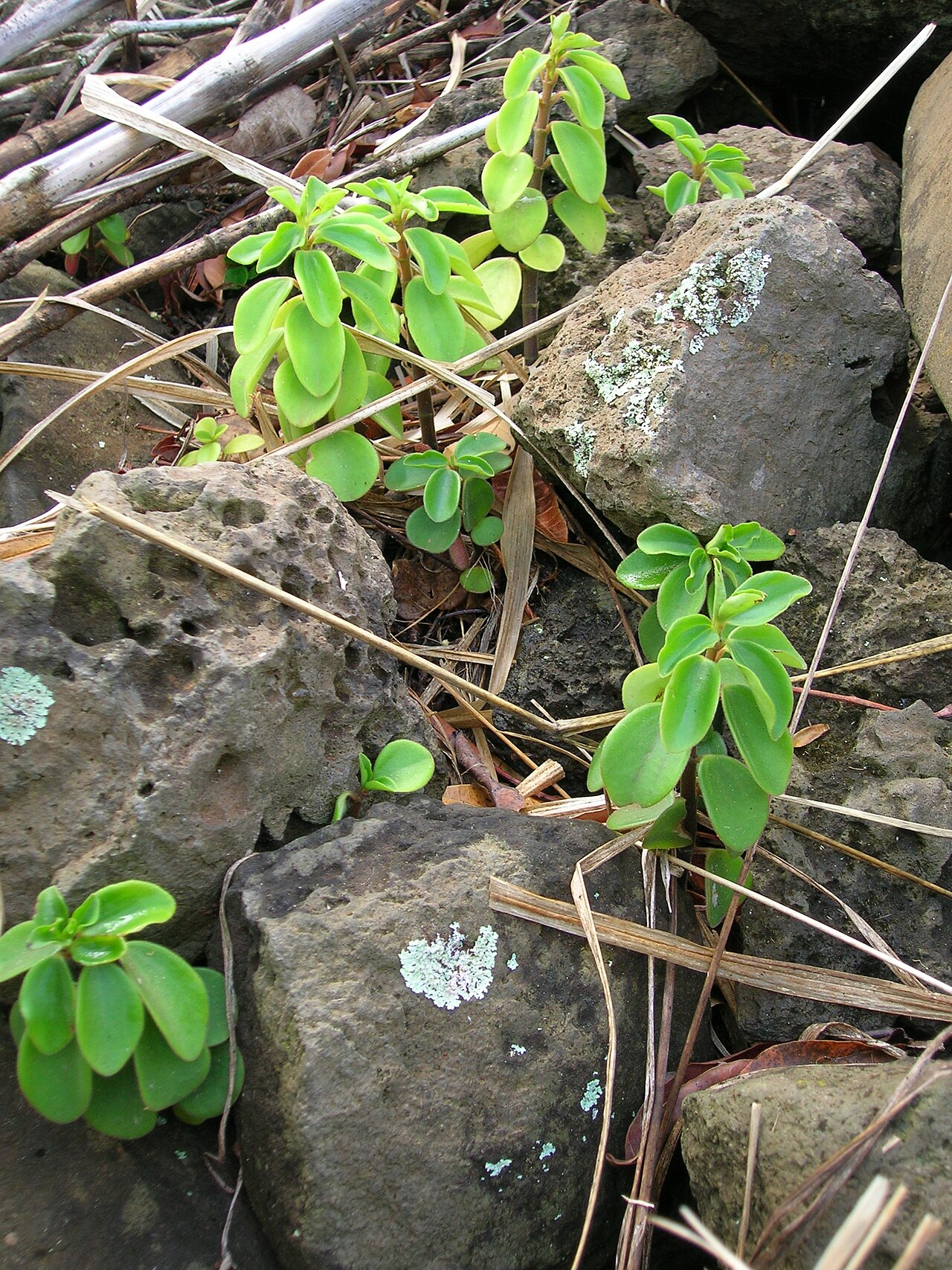 Arid-land peperomia: Peperomia blanda (habit). Location: Maui, Haliimaile