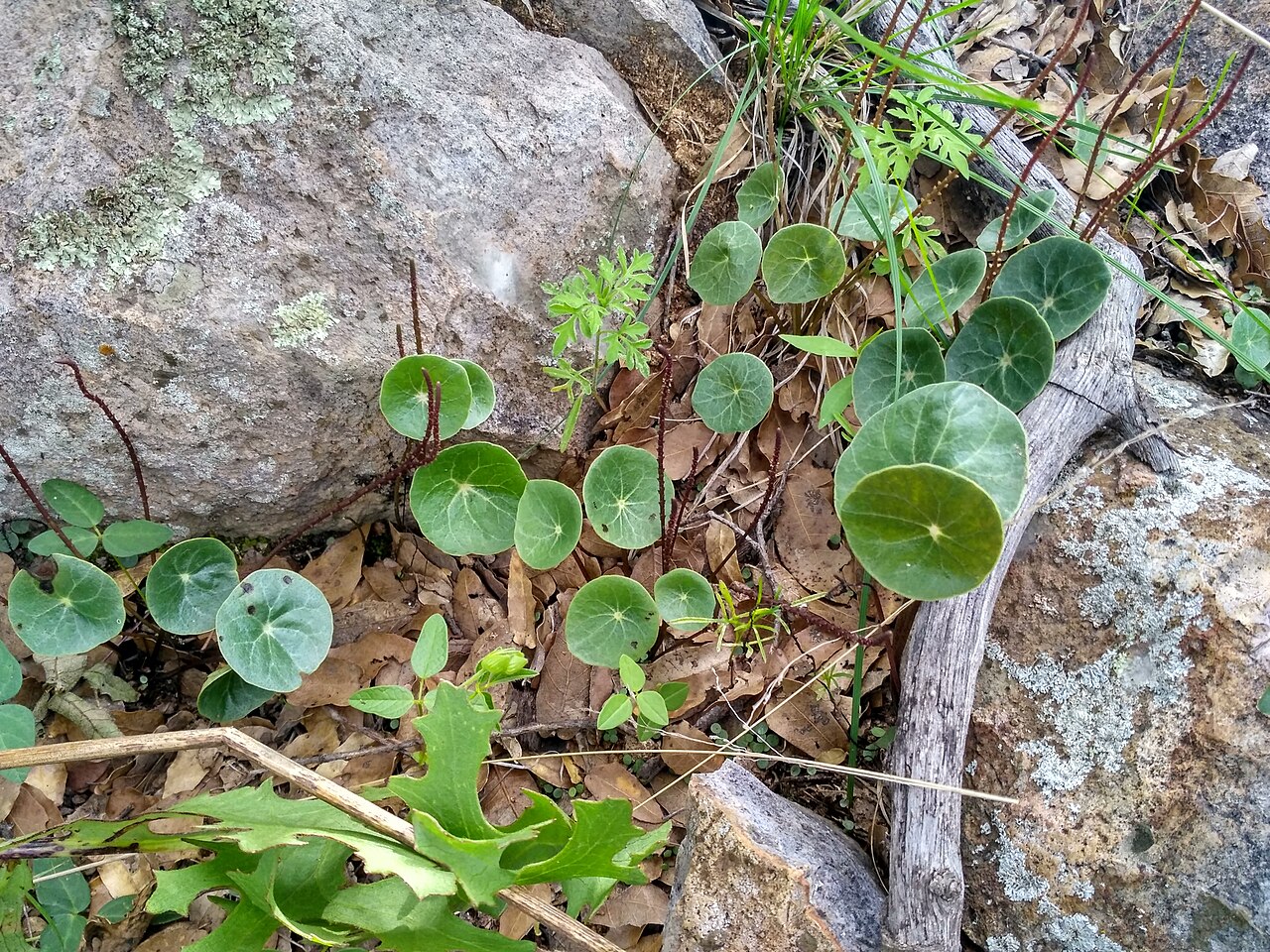 Peperomia bracteata: Peperomia bracteata. Species of plant.