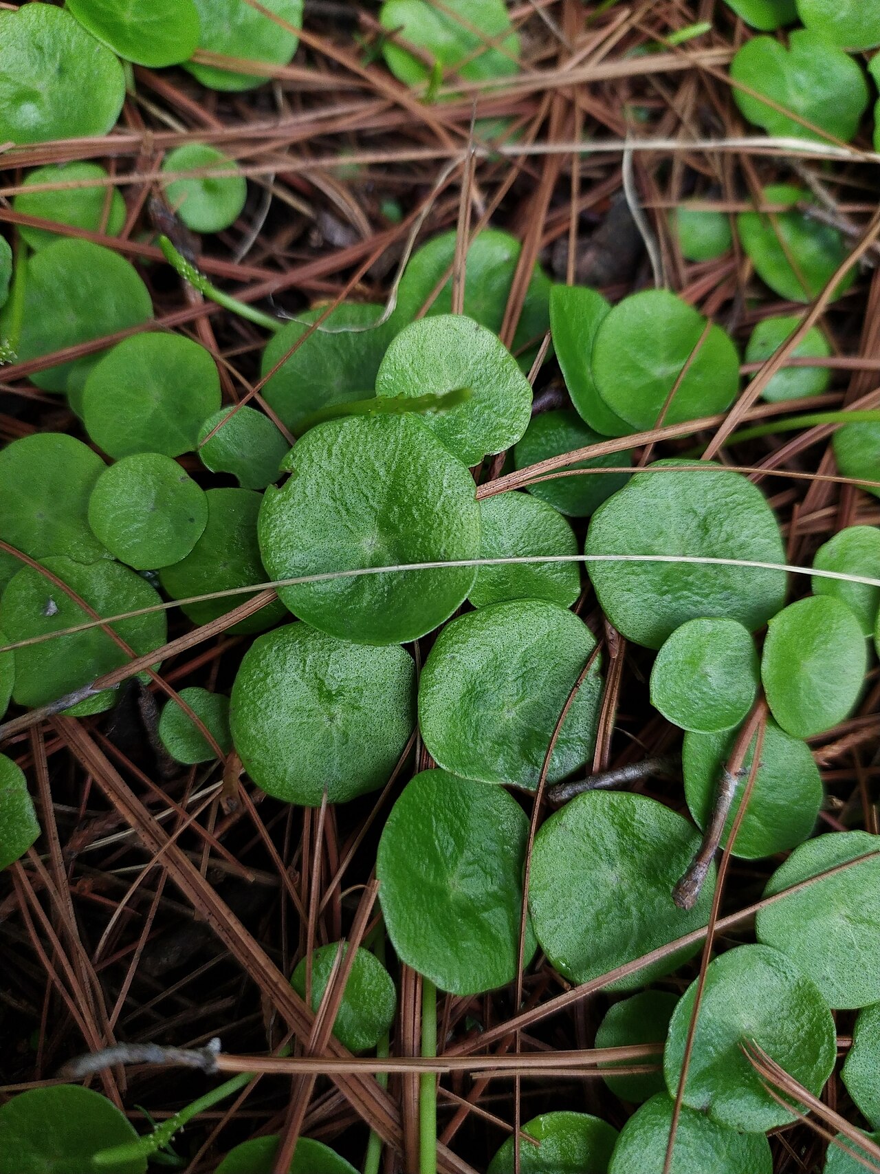 Peperomia bracteata: Peperomia bracteata in Mexico