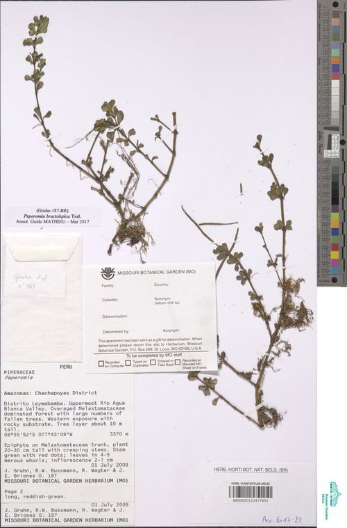 Peperomia bracteispica: species of peperomia