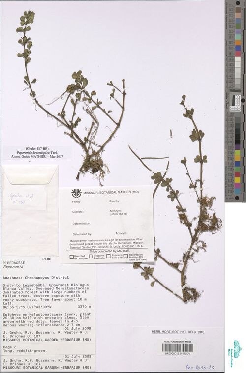 Peperomia bracteispica: species of peperomia