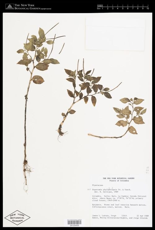 Peperomia cachabiana: species of peperomia