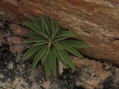 Peperomia callana (Peperomia callana)