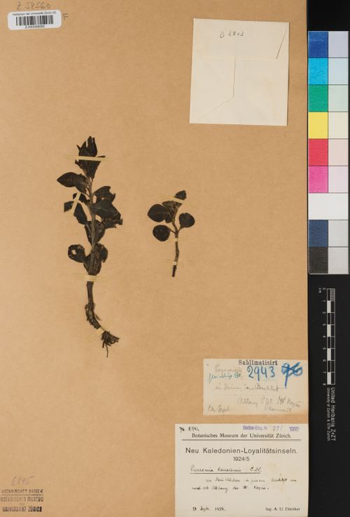 Peperomia canalensis: Preserved specimen owned by United Herbaria of the University and ETH Zurich Recorded by A. U. Däniker