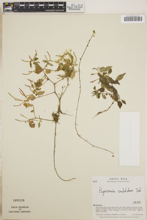 Peperomia candelaber: species of peperomia