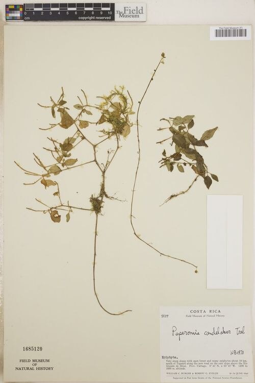 Peperomia candelaber: species of peperomia