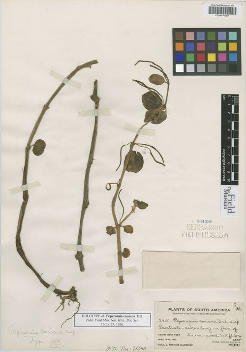 Peperomia caniana: species of peperomia
