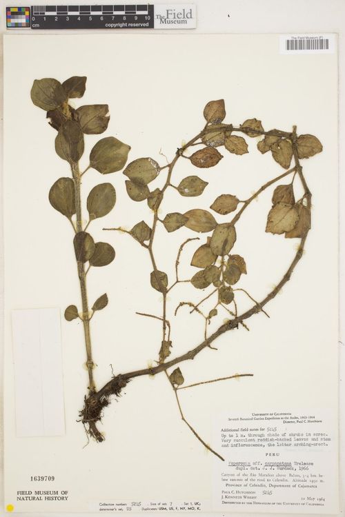 Peperomia carpapatana: species of peperomia