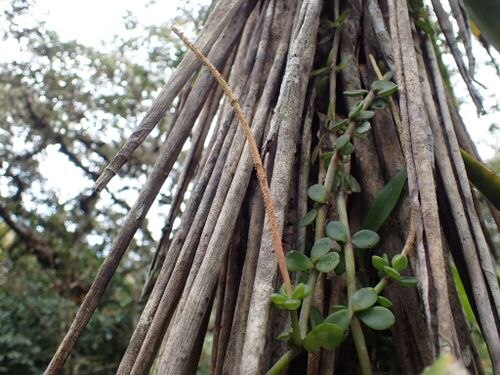 Peperomia cerea: species of peperomia