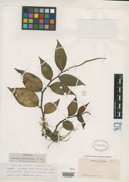 Peperomia chigorodoana: species of peperomia