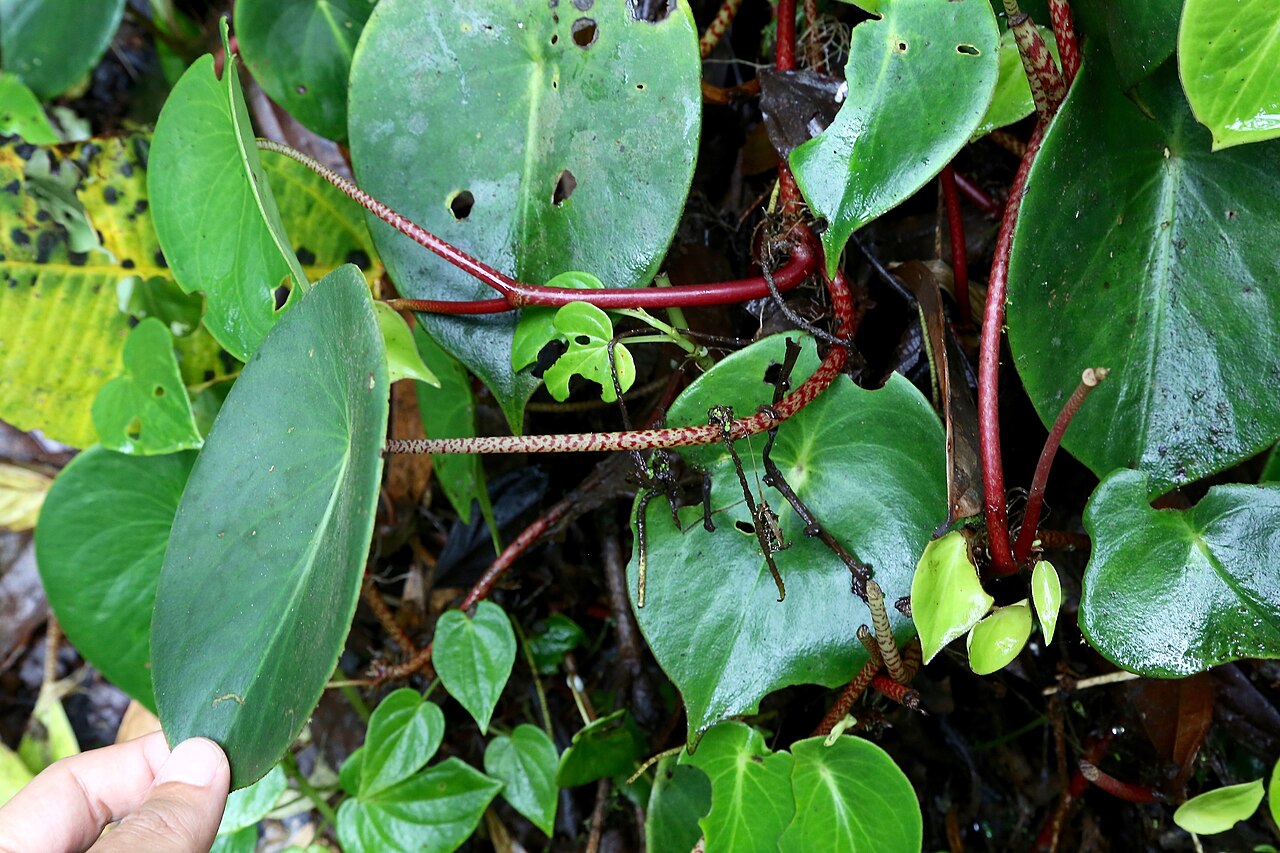 Peperomia choroniana: Ecuador, Tungurahua, El Topo, Río Topo.