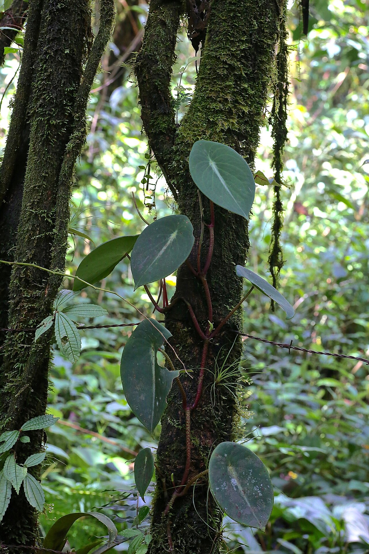 Peperomia choroniana: Ecuador, Tungurahua, El Topo, Río Zuñag.