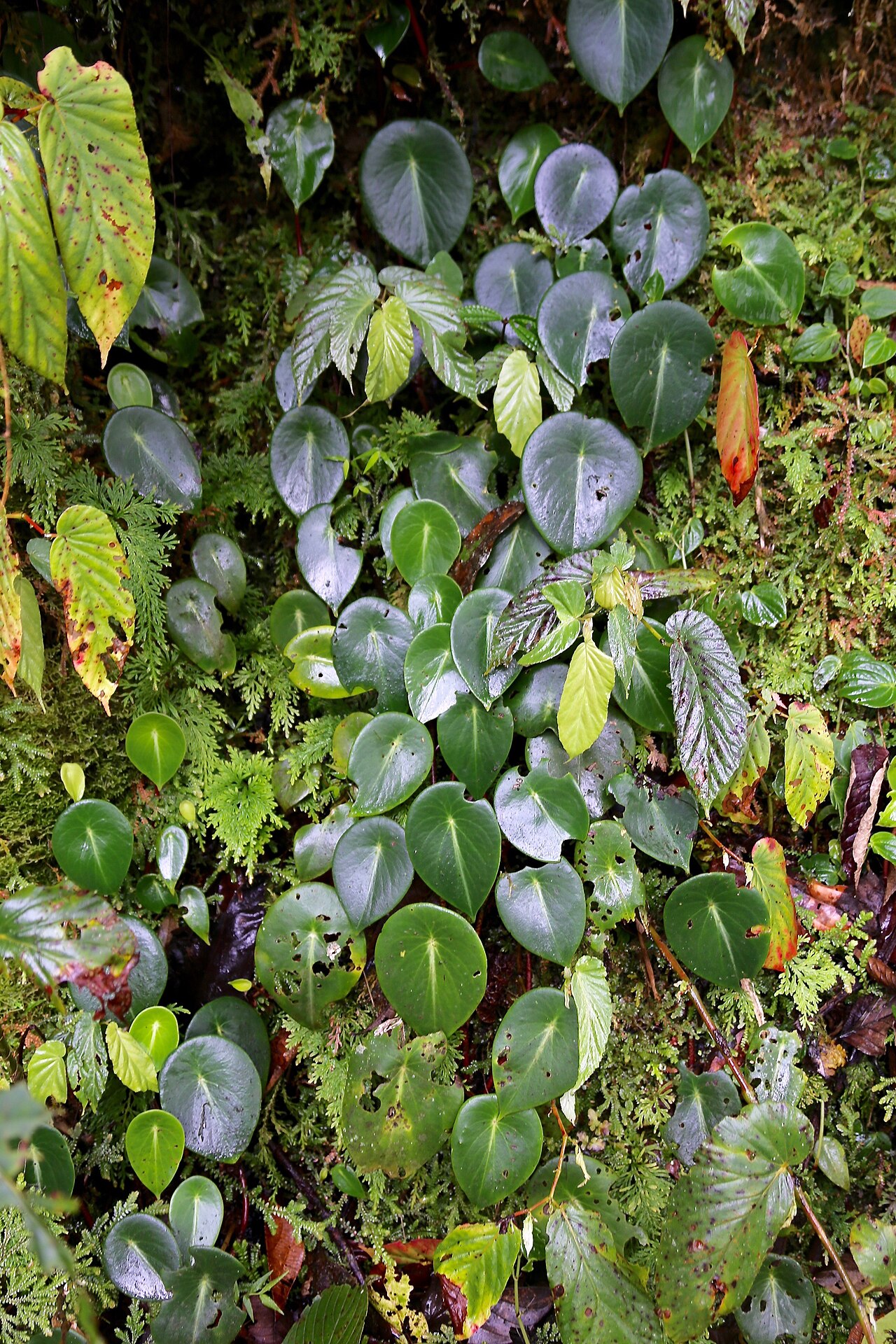 Peperomia choroniana: Ecuador, Tungurahua, El Topo, Río Topo.