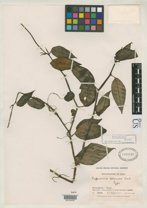 Peperomia coloniae: species of peperomia