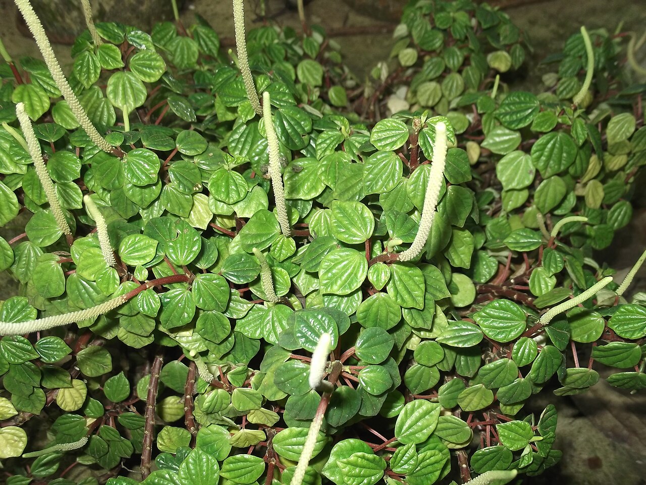Peperomia columnaris: Herb,small leaves,catkin white.
