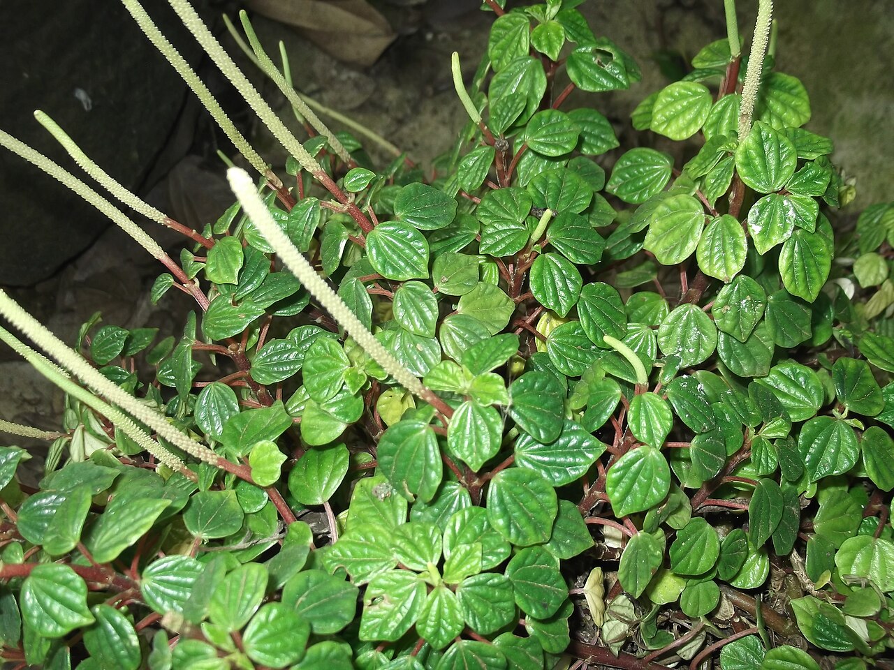 Peperomia columnaris: Herb,small leaves,catkin white.