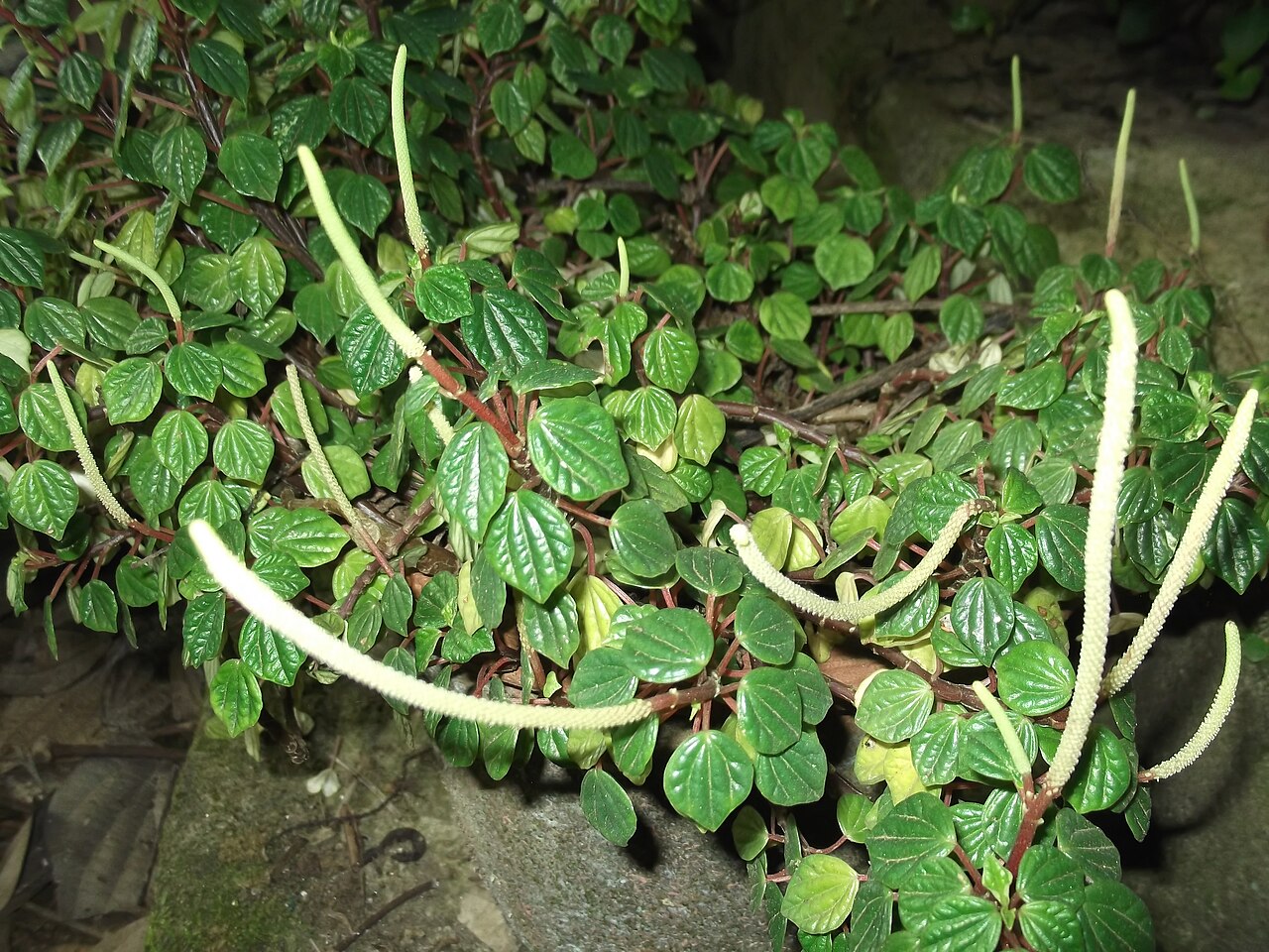 Peperomia columnaris: Herb,small leaves,catkin white.