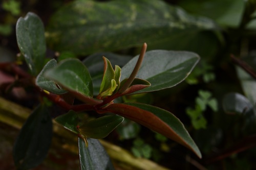 Peperomia consoquitlana (Peperomia consoquitlana)