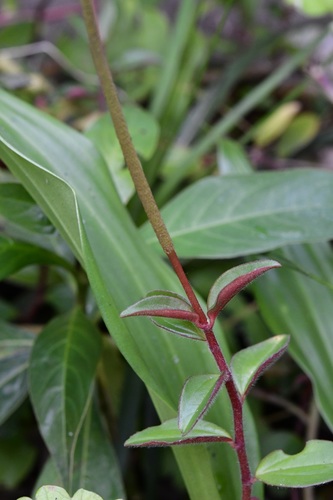 Peperomia consoquitlana (Peperomia consoquitlana)