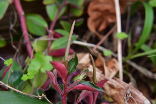 Peperomia consoquitlana (Peperomia consoquitlana)
