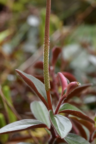 Peperomia consoquitlana (Peperomia consoquitlana)
