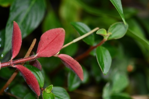 Peperomia consoquitlana (Peperomia consoquitlana)