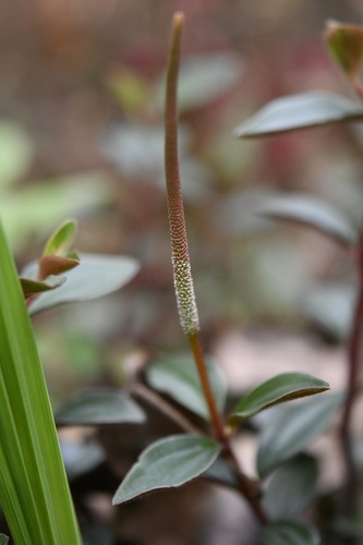 Peperomia consoquitlana (Peperomia consoquitlana)
