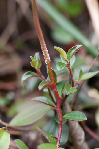 Peperomia consoquitlana (Peperomia consoquitlana)